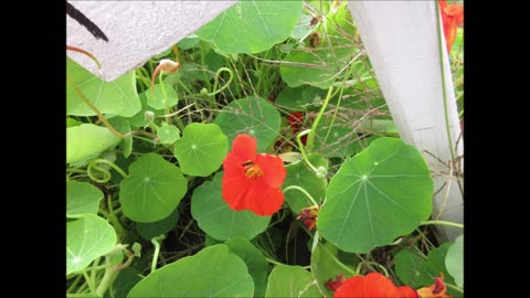 Courage And Strength Red Nasturtium Oct 2021