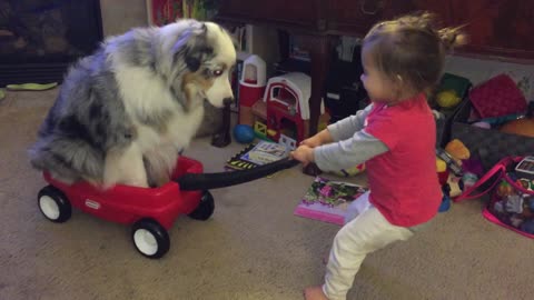 Giggling toddler pulls Australian Shepherd in toy wagon