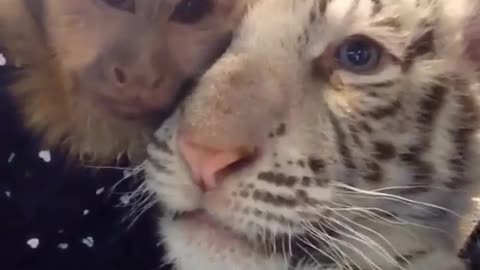Mono y cachorro de tigre se sacan una selfie