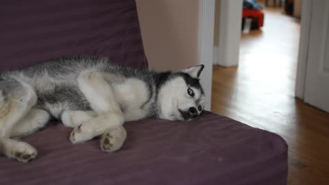 The sweetest talking Husky you have ever seen!