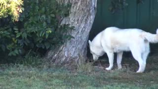 Husky makes a mess with firewood