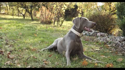 Wonderful dog playing in the grass🐶