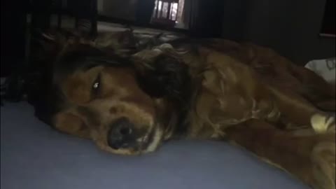 Cute dog is dreaming!