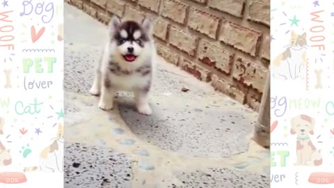 Cute bady dog funny video