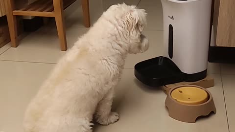 Puppy's dinner