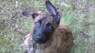 Puppy 8 weeks old- so cute