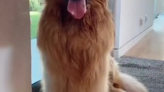 Golden Retriever Love Dog Funny Dog Life Cute dog