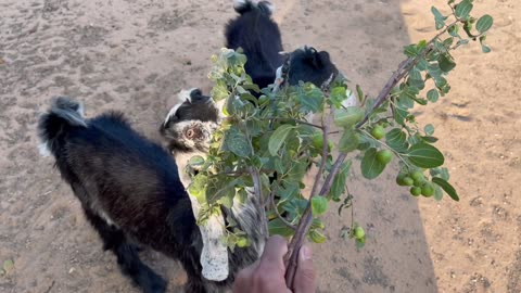 Scene of two goats eating leaves.