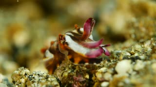 Flamboyant Cuttlefish Eggs Hatching