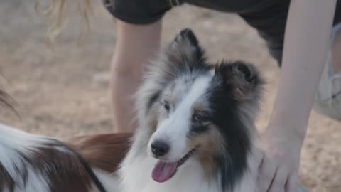 Lovely pet dogs couple