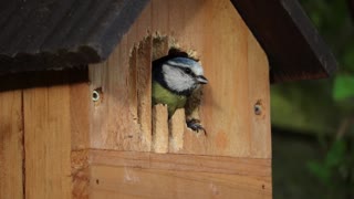 Bird Trying To Get Inside House