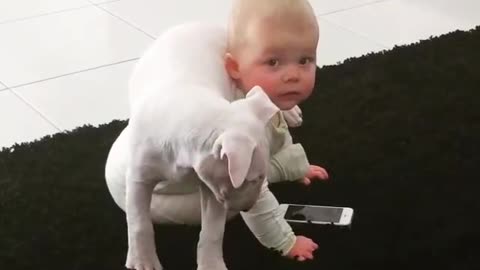 Puppy adorably climbs onto baby's shoulders