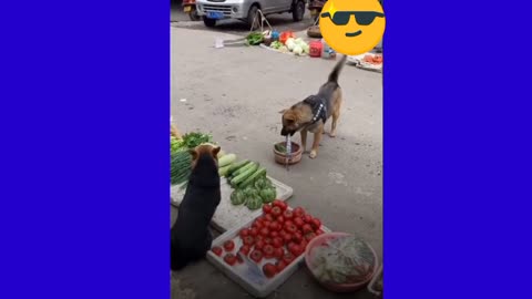 Dog Can Buy In The Market