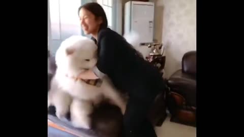 Big Fluffy Samoyed Likes