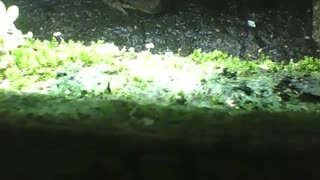 Sapo é visto embaixo da tampa da sarjeta durante à noite [Nature & Animals]