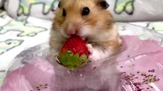 Cute little hamster adorably chows down on tasty strawberry