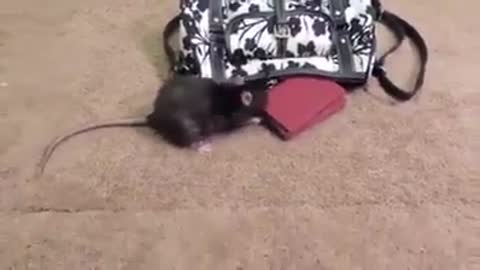Mouse opens the bag and wallet and stealing money
