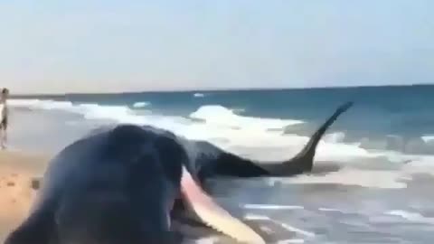 Sperm Whale Stuck on Sea Shore