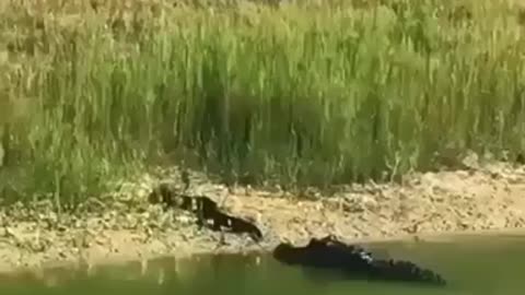 When alligators attack
