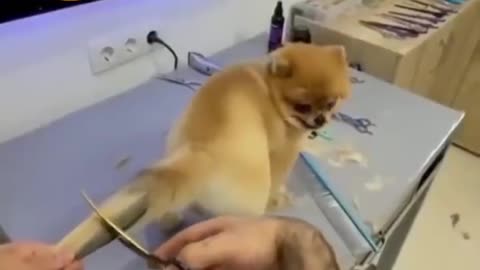 New style dog tail hair cutting Video