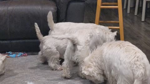 Westie tug of war