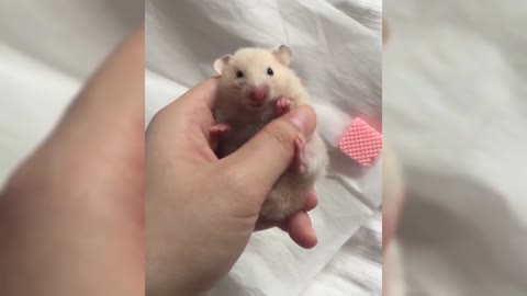 Baby Hamster Enjoying His Treat
