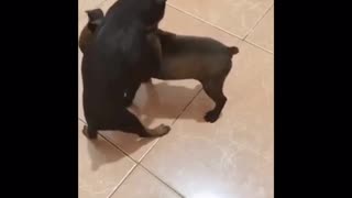 real puppies are in love