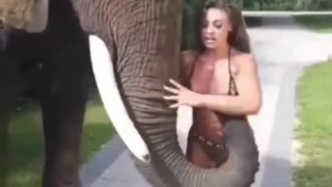 An elephant animal that loves women