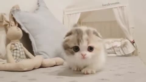 Cat Very Cute!!