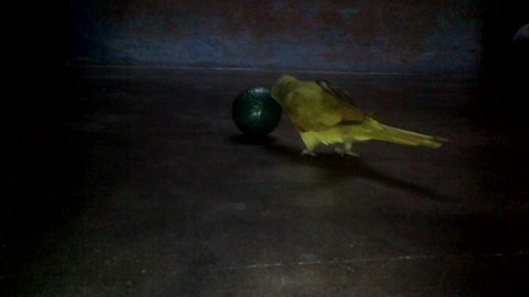 My parrot playing with a ball