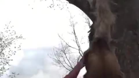 Amazing Pit Bull Jumps Into Tree !!