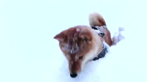 Excited Shiba Inu hops around as it attempts to navigate through heaps of snow