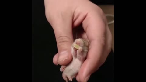 Tiny Hamster Eats Pumpkin Seed