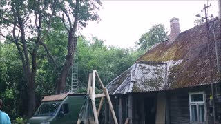 Professional arborists at work