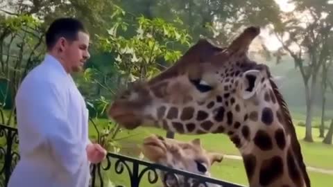 man feeding giraffe and her cub in the backyard of the house