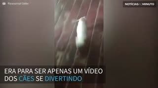 Fantasma é filmado caminhando atrás de cães