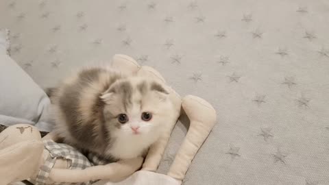 Cute Kitten video that will make your day better