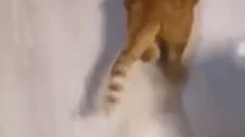 Fanny cat video