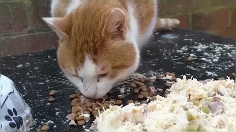 Hungry Stray Cat Visiting For Food