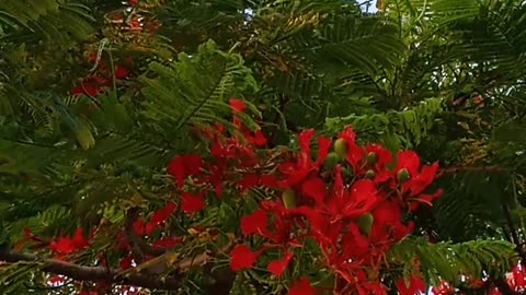 A CROW CAWING ATOP A FLAMBOYANT TREE OF GORGEOUS ORANGISH-RED FLOWERS