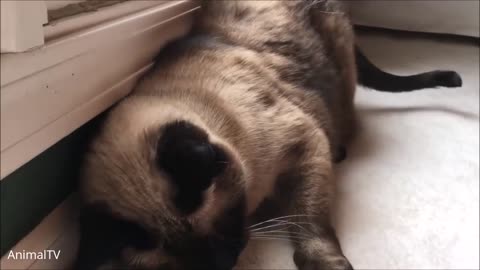 Siamese Kittens Playing - Cute Compilation