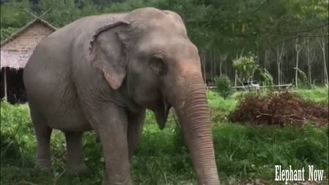 Elephant Looking For Food On The Ground