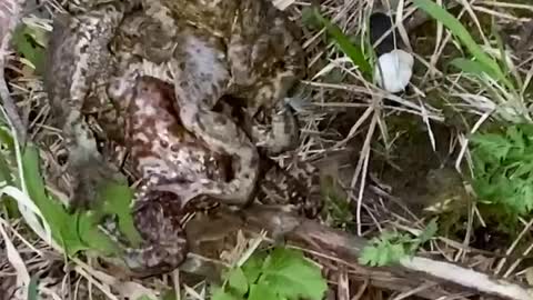 FUNNY VIDEO frogs mating season