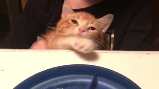 Naughty Kitten Song