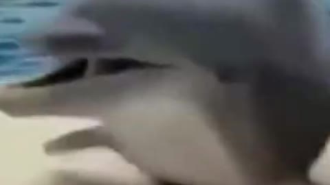 Cute Moment Baby Dolphin Kissing Video #shorts (1)