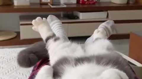 Entertaining Cat Video