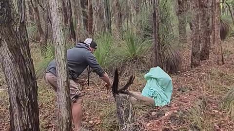 Saving a Wild Kangaroo Tied up in Cable