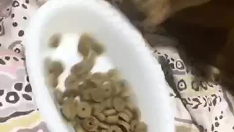 Dog eating round food on bed