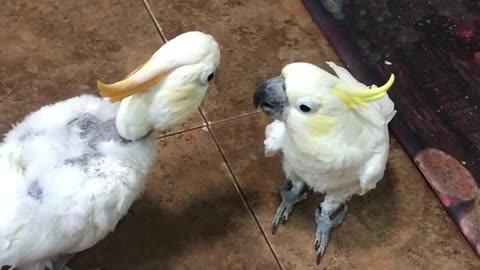 Cockatoos hold hilarious beak to beak conversation