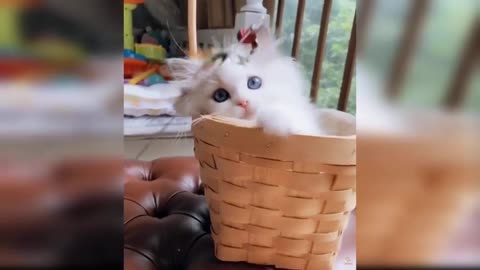 Cute and Funny Cats Videos